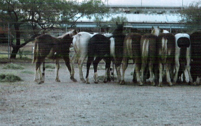 rescued horses