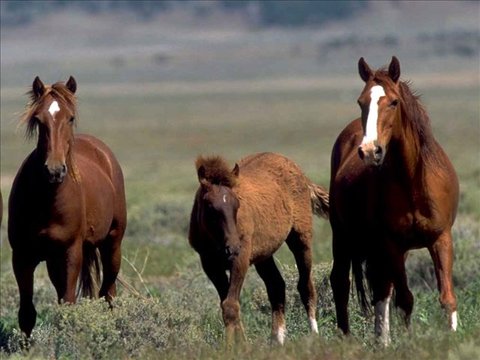 Wild+Horses