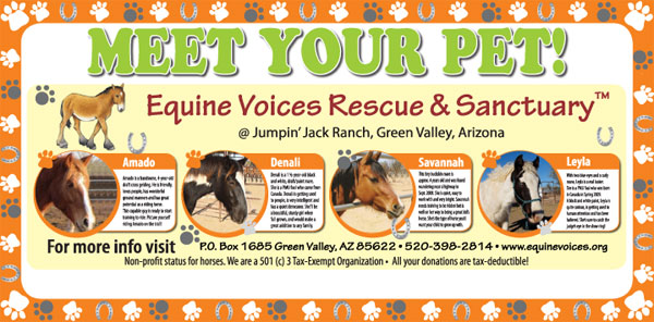 Meet your pet - adoption at Equine Voices