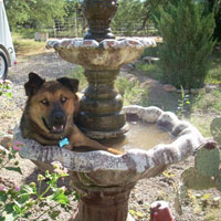 Cooling off in a bird bath