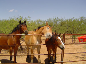 Bella Luna, Gulliver, Spanky