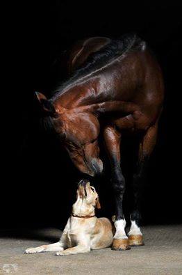 Love for a horse and a dog