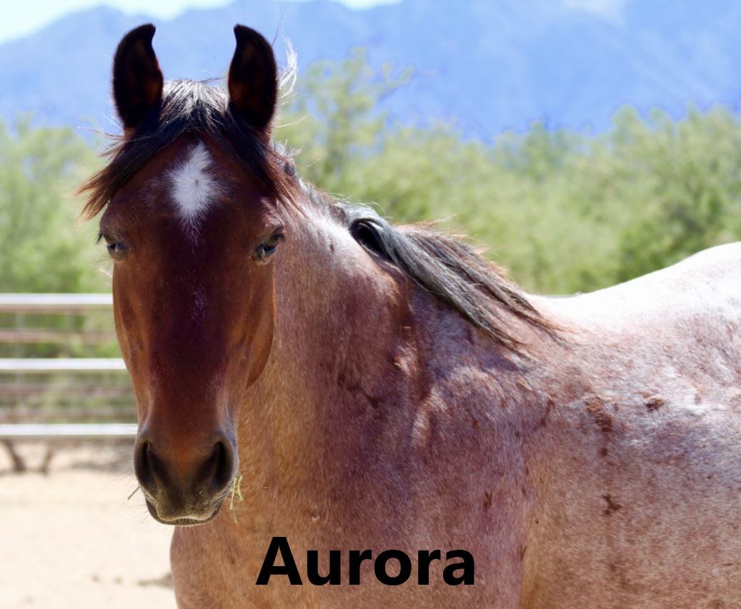 Aurora Equine Voices Rescue & Sanctuary